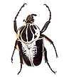 90px Goliath beetle2