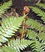 90px Tree Fern2